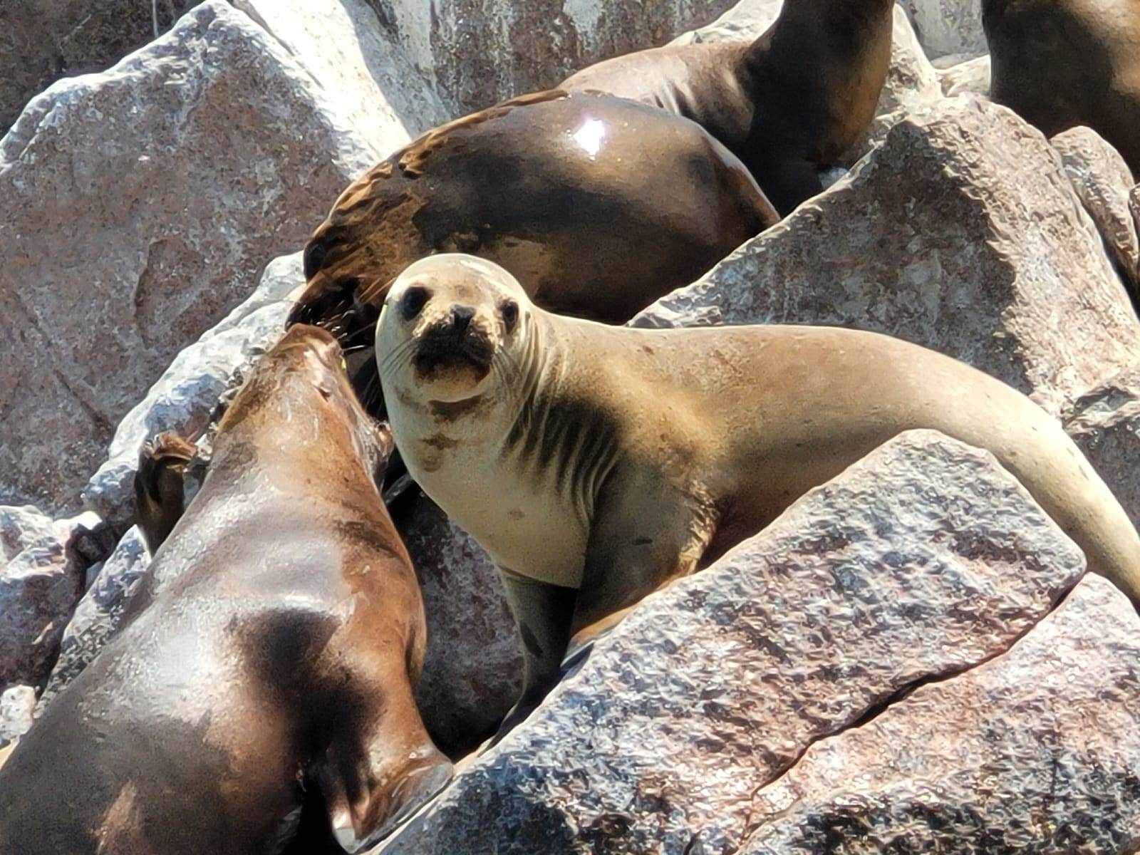 Tour Islas ballestas Paracas
